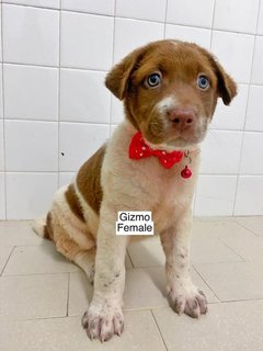 Puppies All Adopted  - Mixed Breed Dog