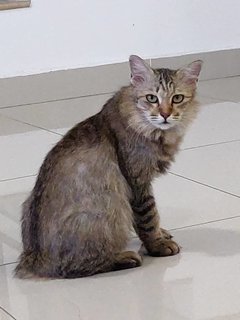 Qwertypie - Domestic Medium Hair Cat