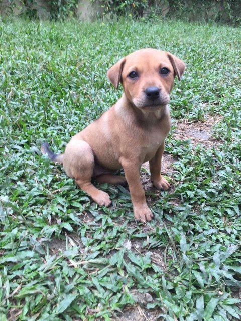 Adorable Peach  - Mixed Breed Dog