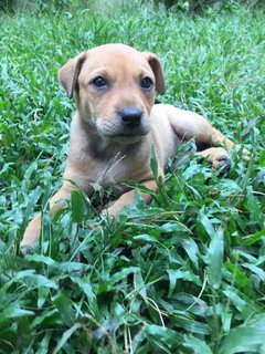 Adorable Peach  - Mixed Breed Dog