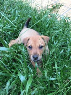 Adorable Peach  - Mixed Breed Dog