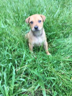 Adorable Peach  - Mixed Breed Dog