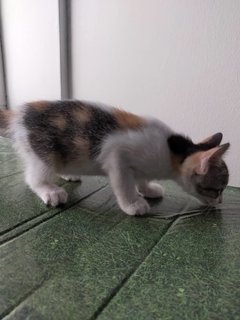 Kittens 1.0 - Domestic Short Hair Cat