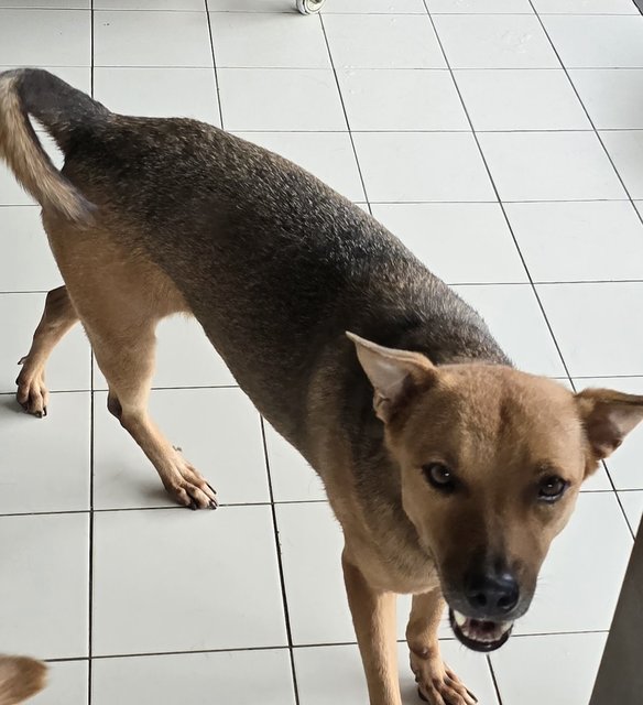 Ginko - Mixed Breed Dog
