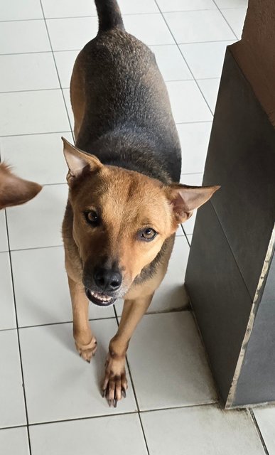 Ginko - Mixed Breed Dog