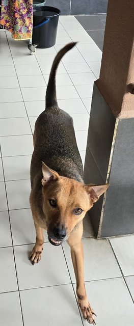 Ginko - Mixed Breed Dog