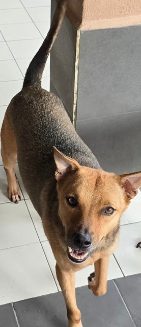 Ginko - Mixed Breed Dog