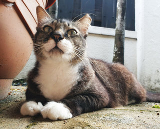 Arthur - Domestic Medium Hair Cat