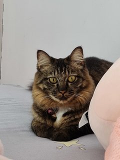 Robin - Domestic Medium Hair + Domestic Short Hair Cat