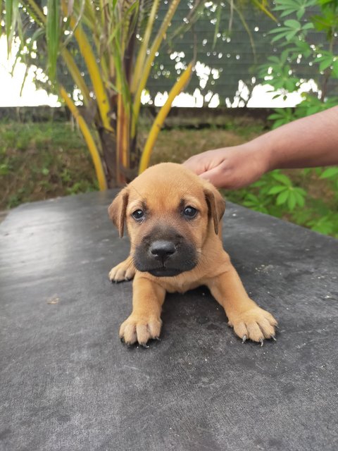 Coco - Mixed Breed Dog