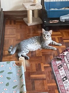 Smokey (Fka Silver) - Domestic Short Hair Cat