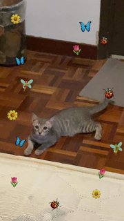 Smokey (Fka Silver) - Domestic Short Hair Cat