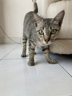 Kecil / Little One - Domestic Short Hair Cat