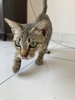 Kecil / Little One - Domestic Short Hair Cat