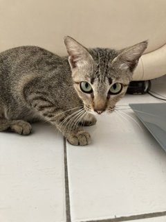 Kecil / Little One - Domestic Short Hair Cat