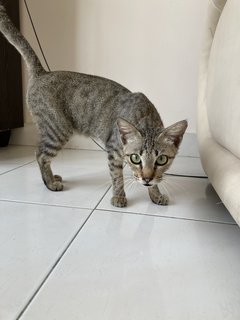 Kecil / Little One - Domestic Short Hair Cat