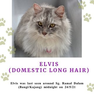 Elvis - Domestic Long Hair Cat