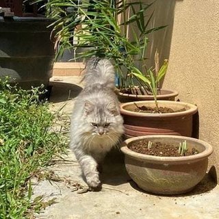 Elvis - Domestic Long Hair Cat