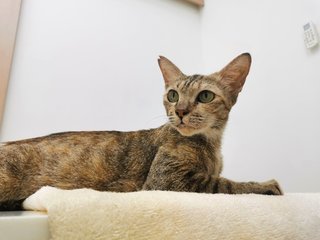 Nomi - Domestic Short Hair Cat