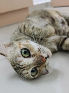 Nomi - Domestic Short Hair Cat