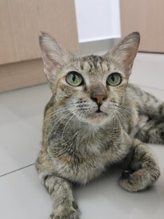 Nomi - Domestic Short Hair Cat