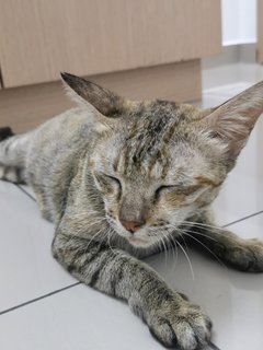 Nomi - Domestic Short Hair Cat