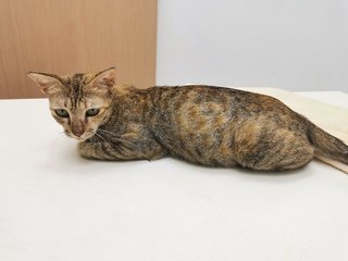 Nomi - Domestic Short Hair Cat