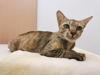 Nomi - Domestic Short Hair Cat