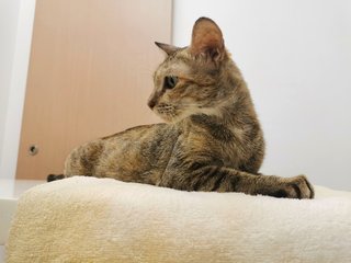 Nomi - Domestic Short Hair Cat