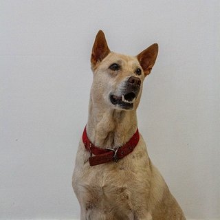 Angel - Mixed Breed Dog