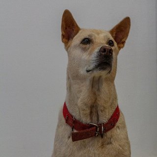 Angel - Mixed Breed Dog