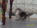 Tania - Domestic Long Hair + Persian Cat