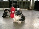 PF10707 - Shih Tzu Dog