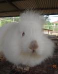 Mini Lionhead - Lionhead + Dwarf Rabbit