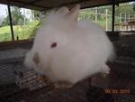 Mini Lionhead - Lionhead + Dwarf Rabbit