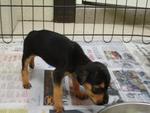 No Names Yet - Doberman Pinscher + Rottweiler Dog