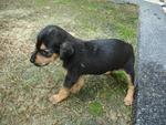 No Names Yet - Doberman Pinscher + Rottweiler Dog