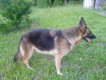 Chung Chung - German Shepherd Dog Dog