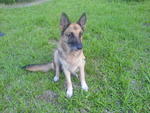 Chung Chung - German Shepherd Dog Dog