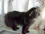 Blackie - Persian Cat