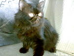 Blackie - Persian Cat