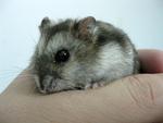 Hamster - Dwarf Winter &amp; Syrian - Short Dwarf Hamster + Syrian / Golden Hamster Hamster