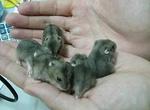 Hamster - Dwarf Winter &amp; Syrian - Short Dwarf Hamster + Syrian / Golden Hamster Hamster