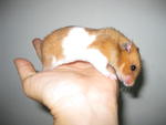 Male Golden Syrian Hamster