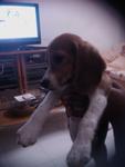 Cocco  - Beagle Dog