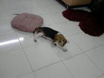 Cocco  - Beagle Dog