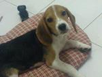 Cocco  - Beagle Dog