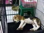 Cocco  - Beagle Dog