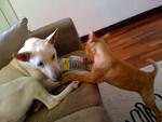 Let's play tug-o-bottle.