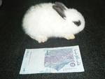 Dwaft Breed Rabbit - Dwarf + Netherland Dwarf Rabbit